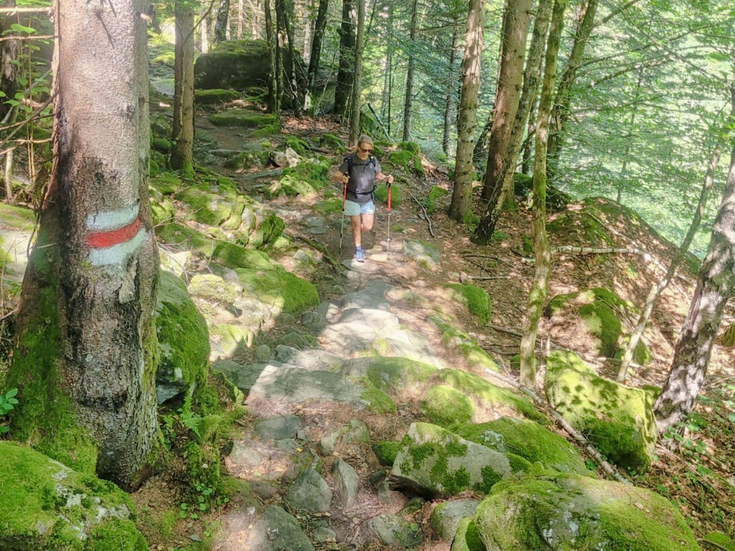 Rocce ricoperte di muschio ornano il sentiero.