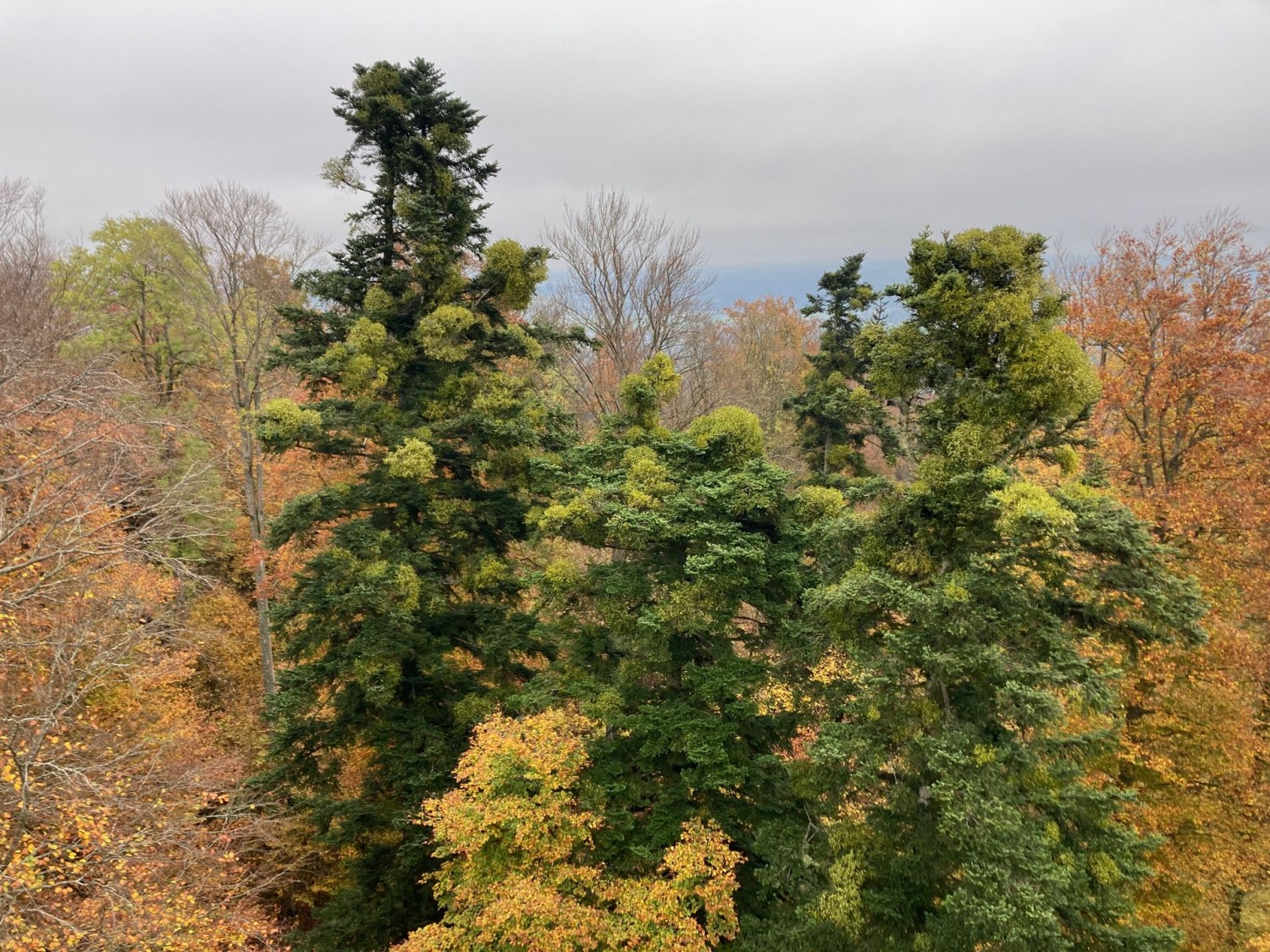 Le gui parasite pousse sur les sapins blancs.