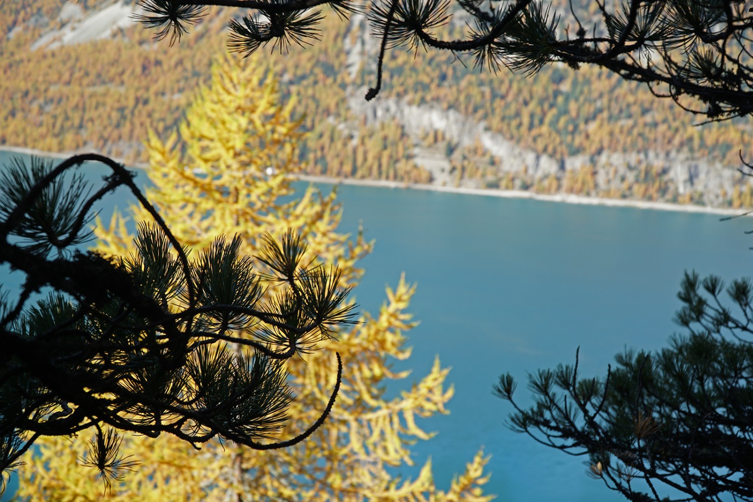 Vue splendide: vert des aroles, jaune des mélèzes et bleu du lac de Silvaplana. Photo: Mia Hofmann
