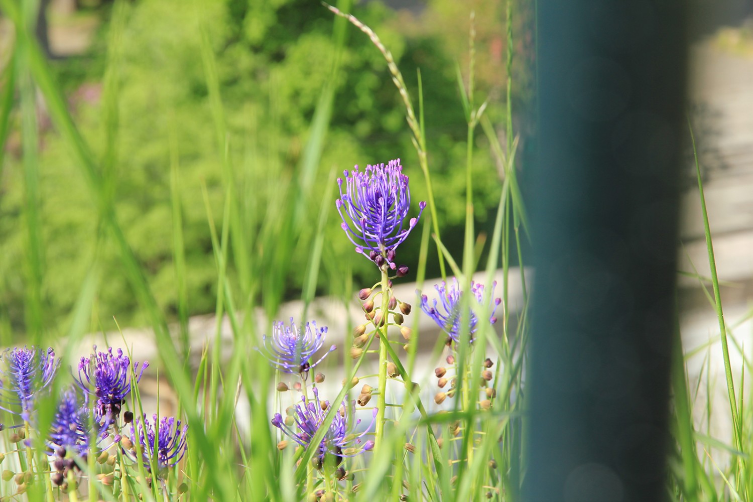Im Parc des Bastions wurde der erste
Jardin botanique eingerichtet. Bild: Elsbeth Flüeler