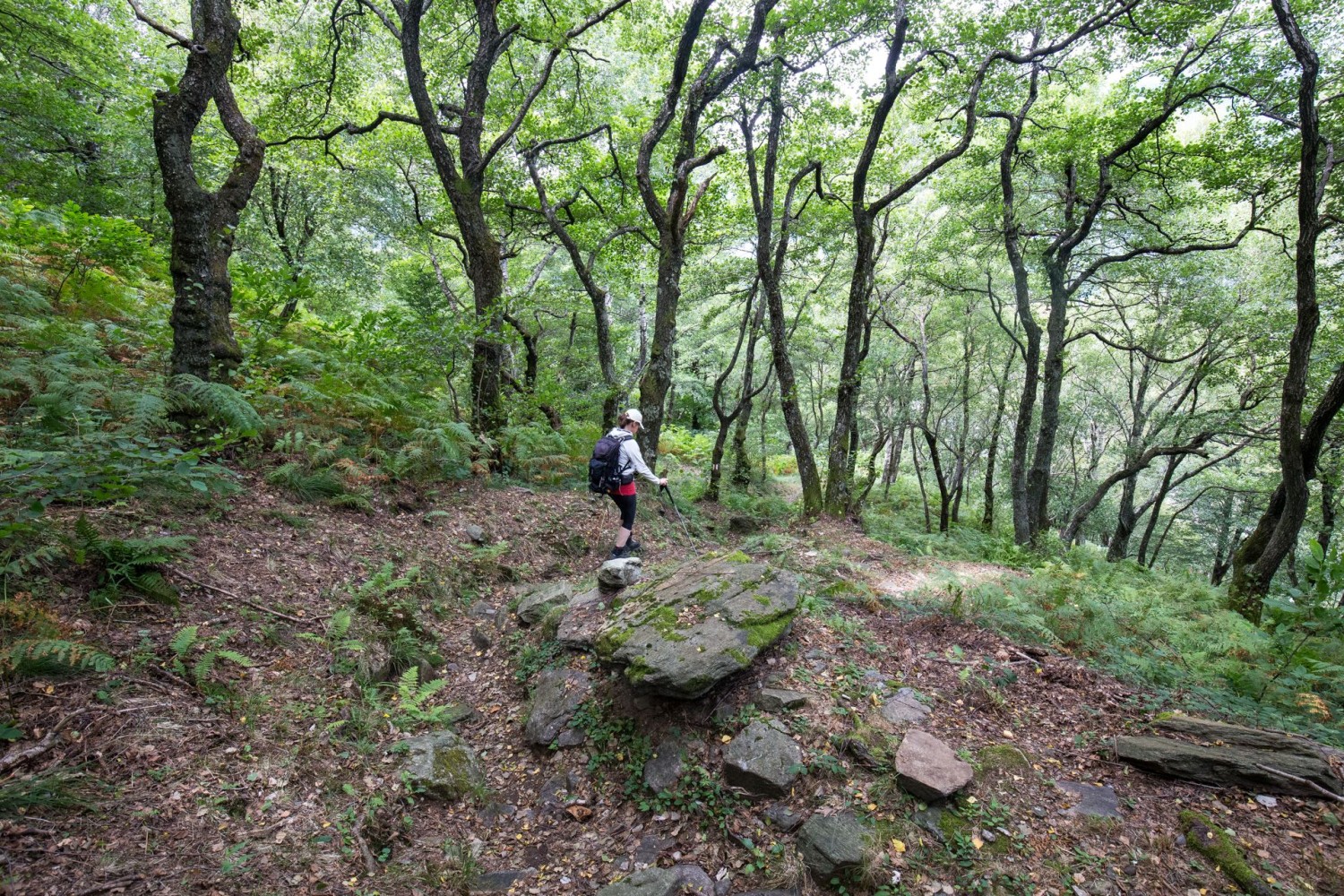 La descente de Cima di Dentro à l’arboretum est bordée de nombreux arbres noueux.