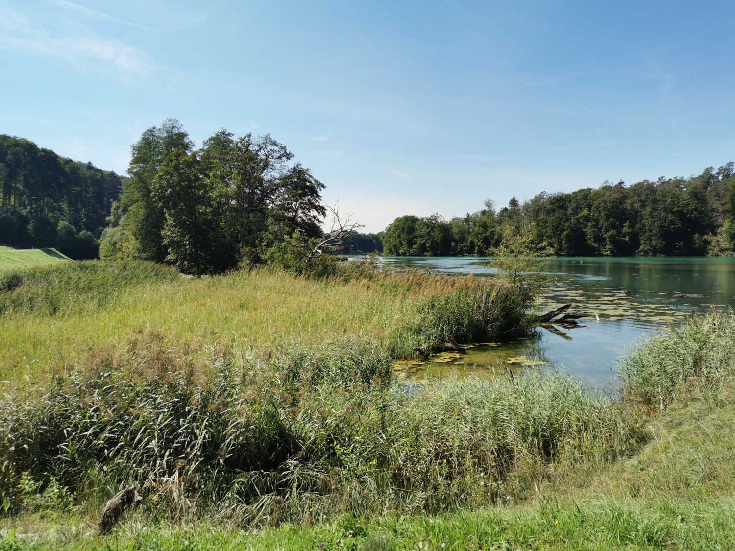 Im Naturschutzgebiet Neuhus finden viele verschiedene Tiere und Pflanzen ihren Lebensraum. Bild: Andreas Staeger