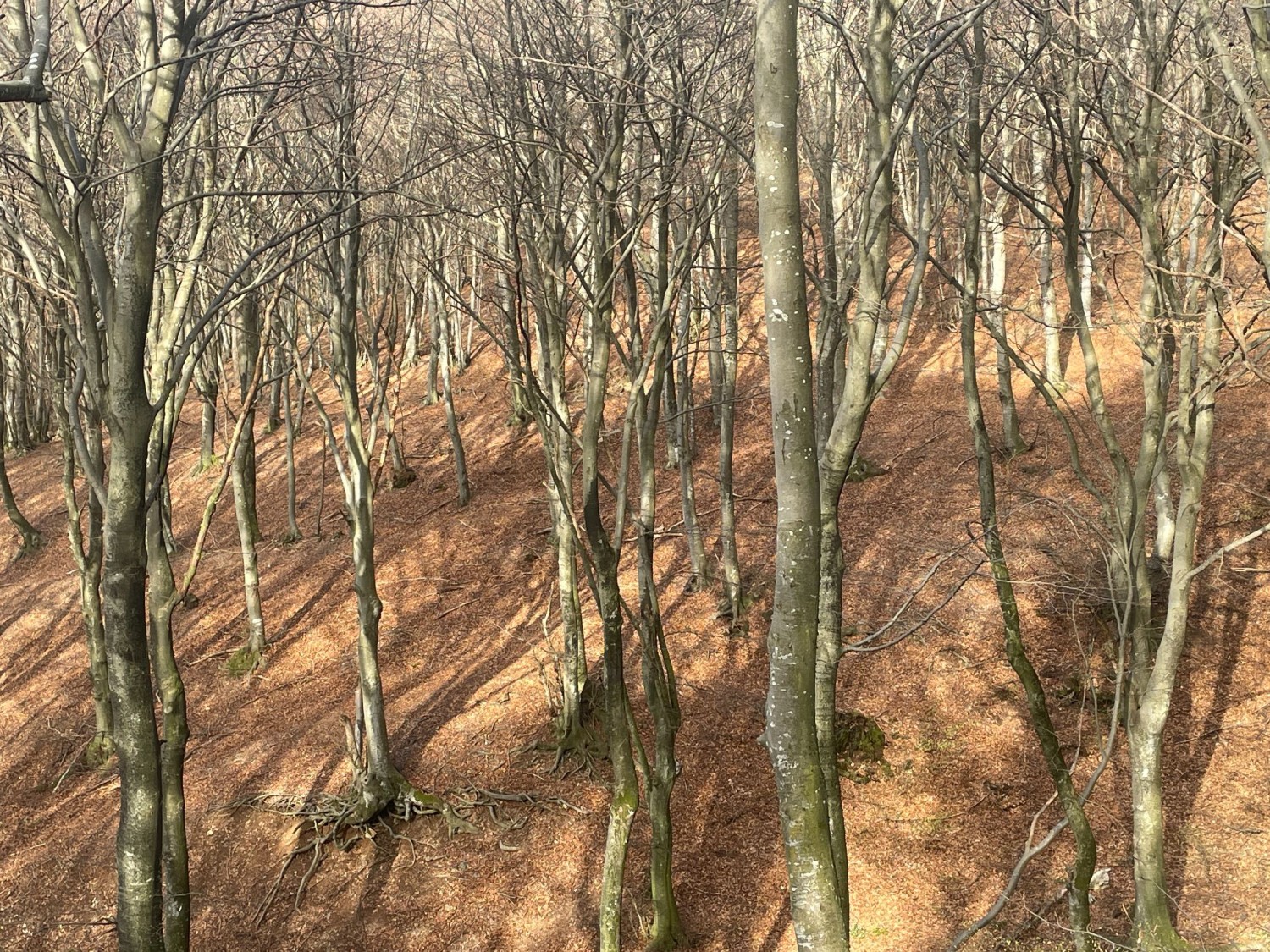 Den Frühling besuchen am Monte Generoso