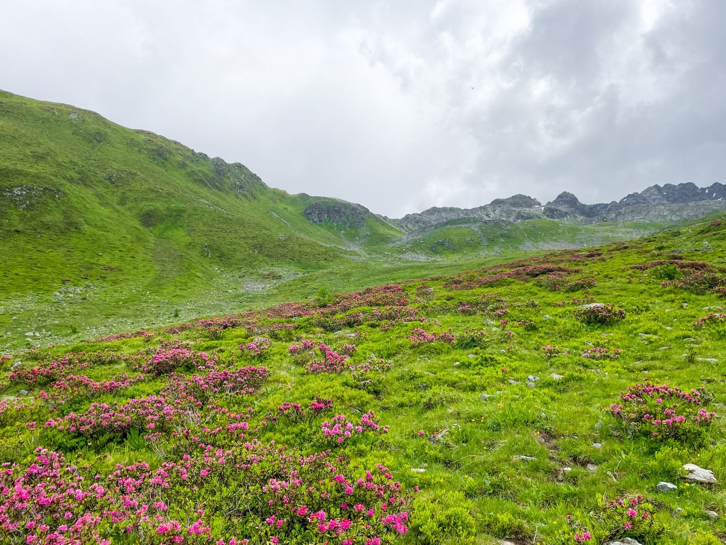 Randonner en bonne compagnie: des rhododendrons des alpes en fleur