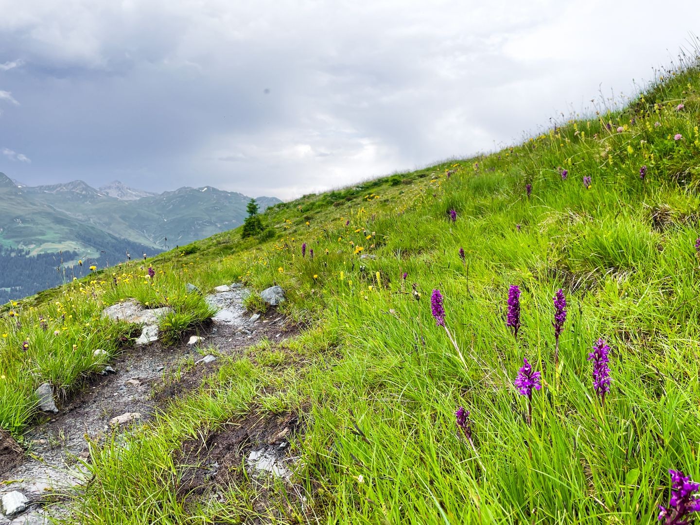 Une riche flore alpine se déploie des deux côtés du chemin.