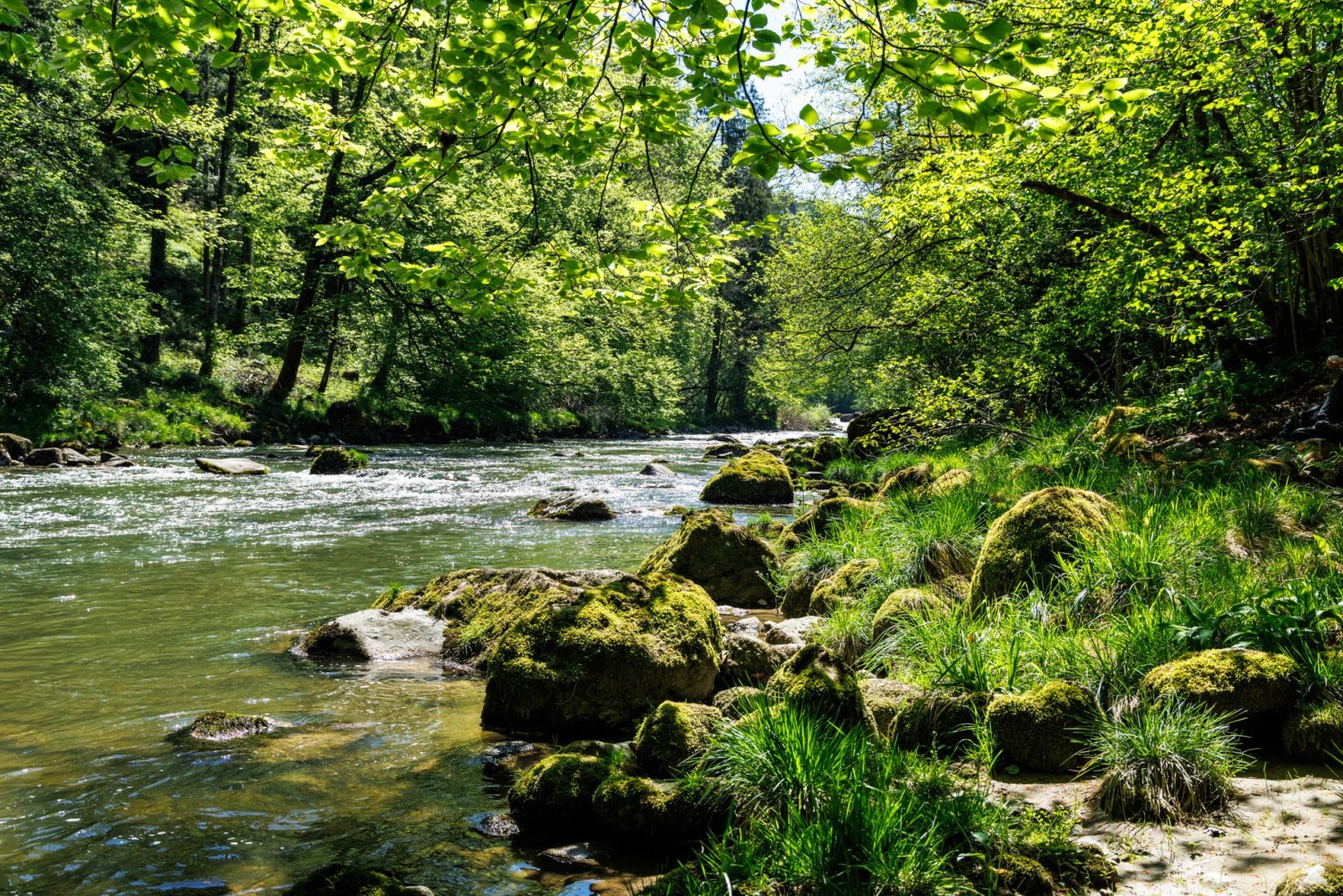 Le paysage aquatique sauvage de la Sihl, non loin du Sihlsprung