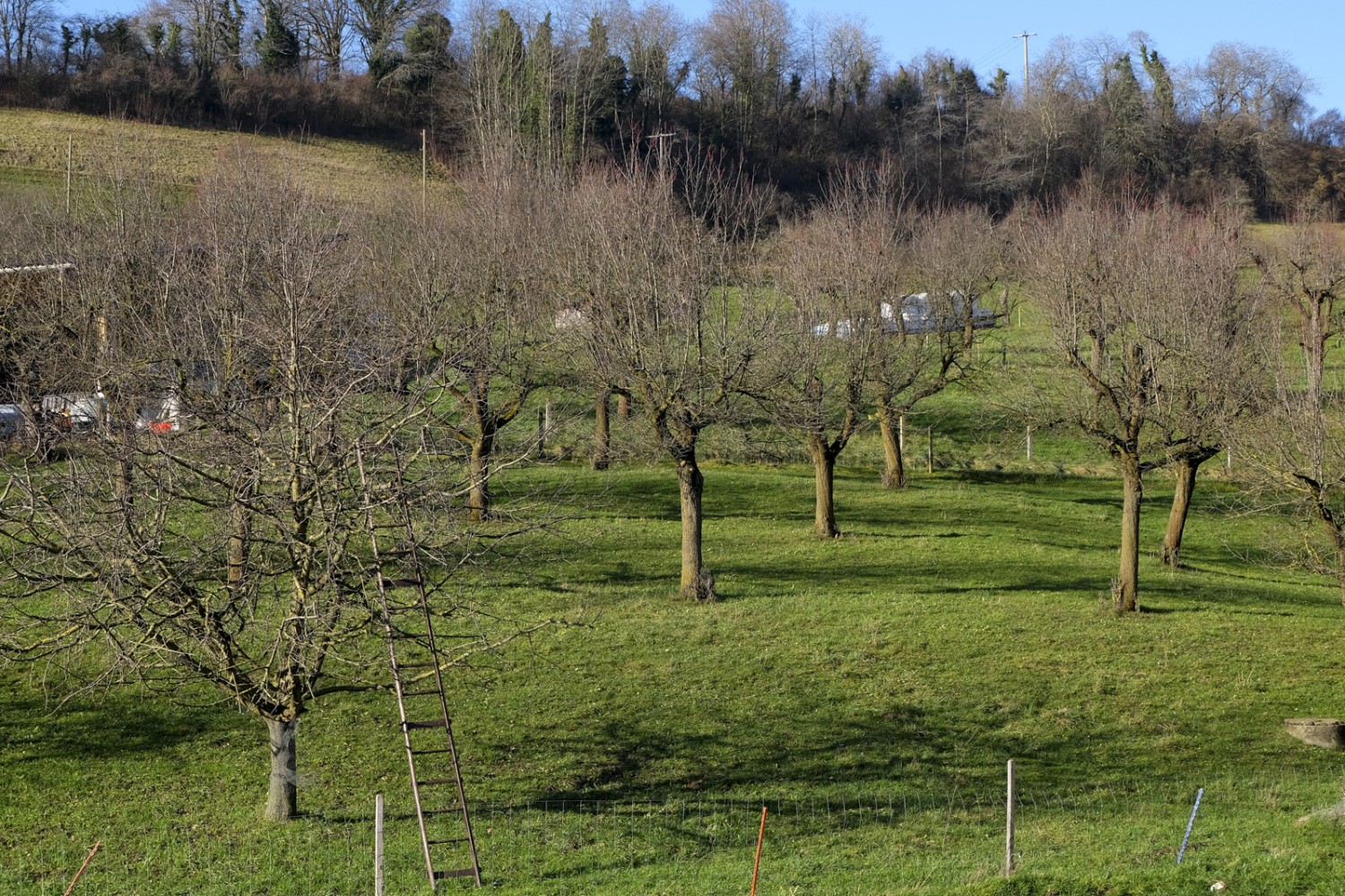 Le Jura bâlois est connu pour ses vergers à haute tige. Photo: Elsbeth Flüeler