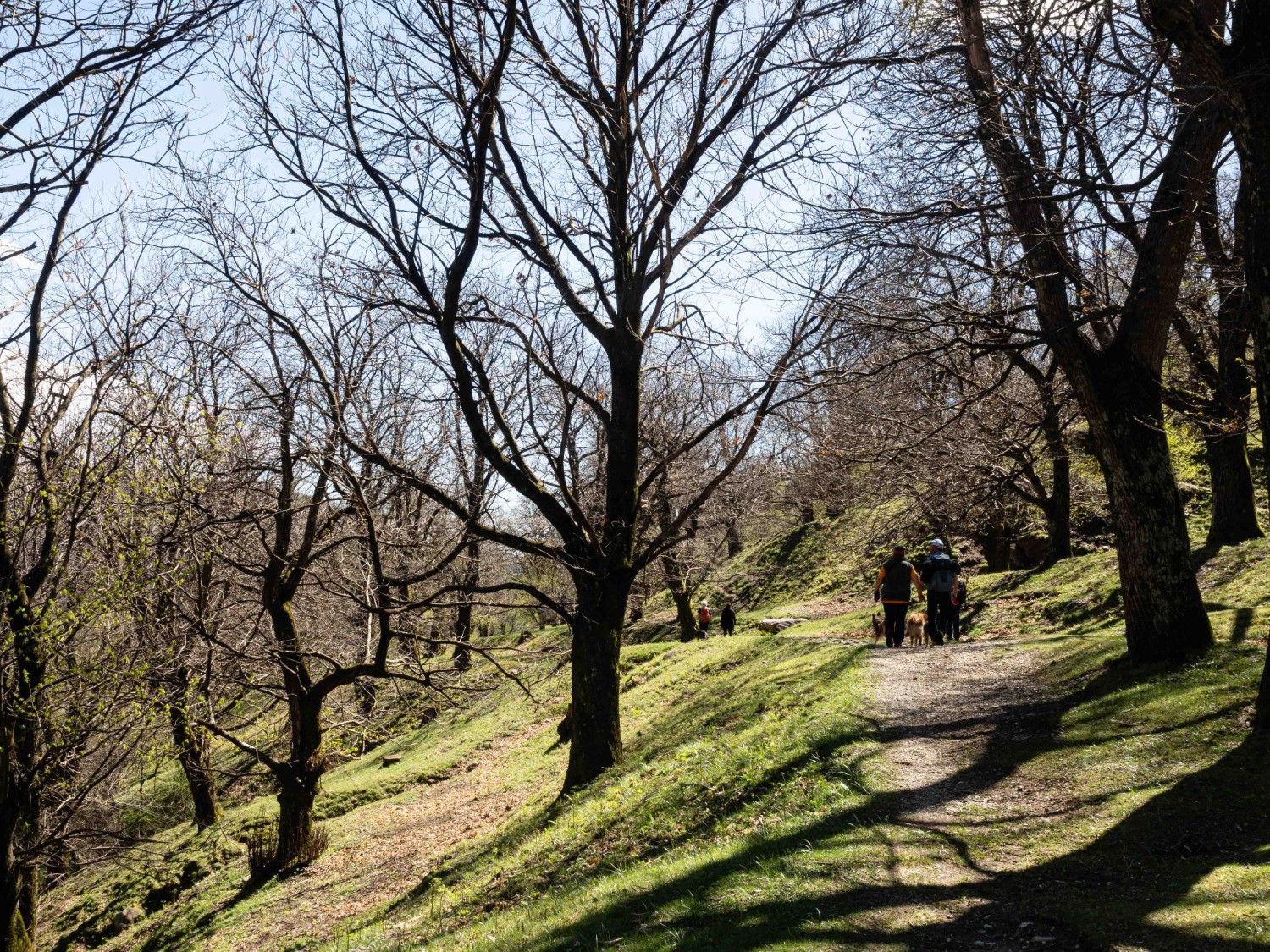 Lichter Kastanienwald oberhalb von Vezio.