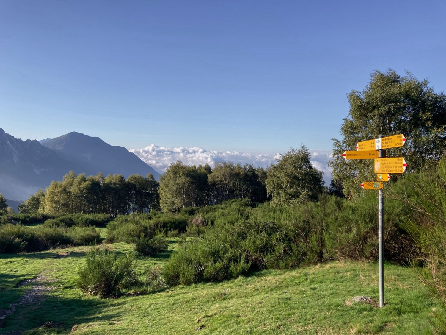 Der Wanderweg führt an mannshohen Ginsterbüschen vorbei.