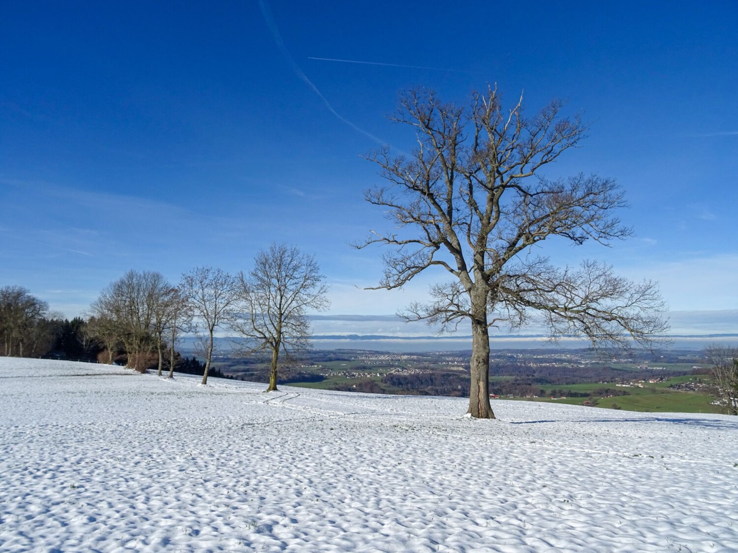 Eichenreihe oberhalb von Le Mont d’Avau.
