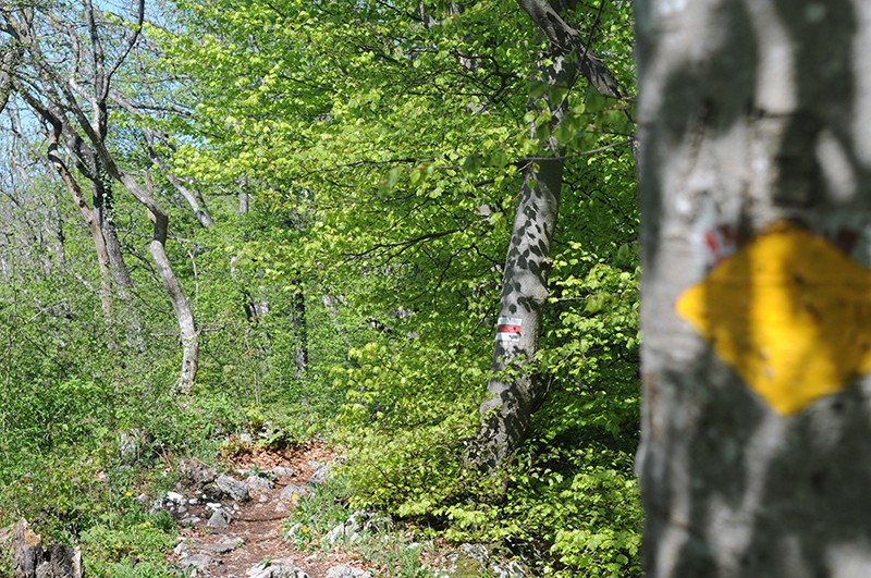Kurz nach der Ruine Altlägeren wird die Route zum Bergwanderweg. 
Bild: Jörg Greb
