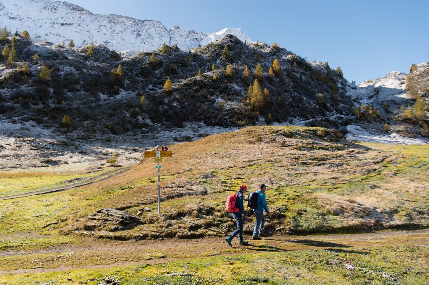 Farbenspiel der Lärchen am Mottone zu Beginn der Wanderung. Bilder: Raja Läubli
