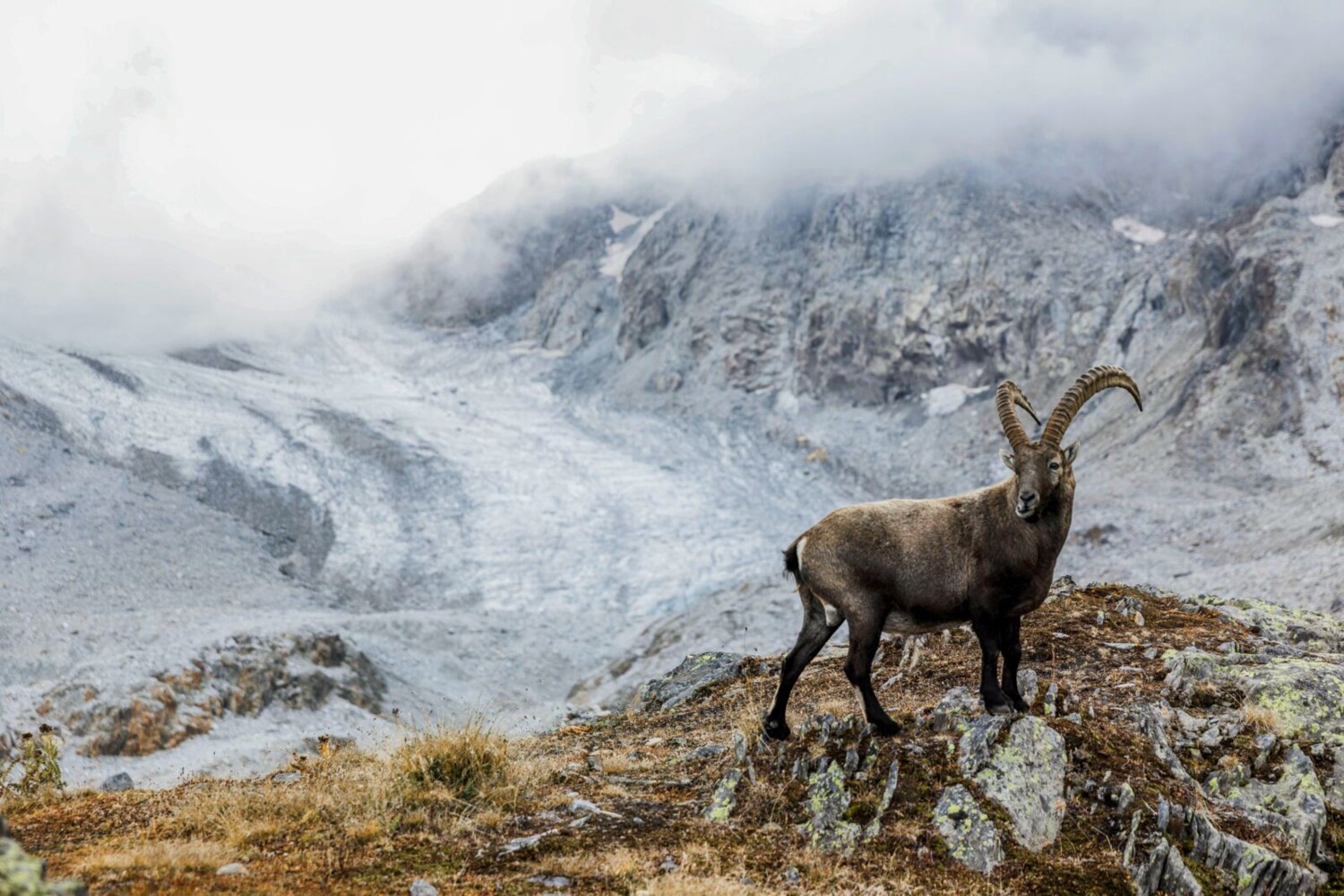 Sympathique rencontre à la cabane Rotondo