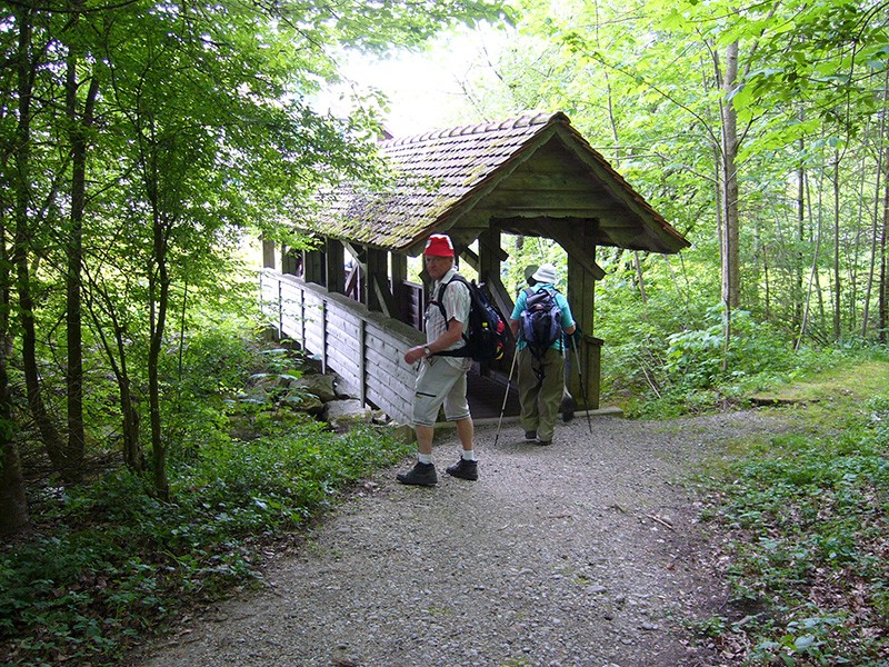 Letzte Momente im Wald, bevor die Wandernden Dussnang erreichen. Bild: Werner Nef
