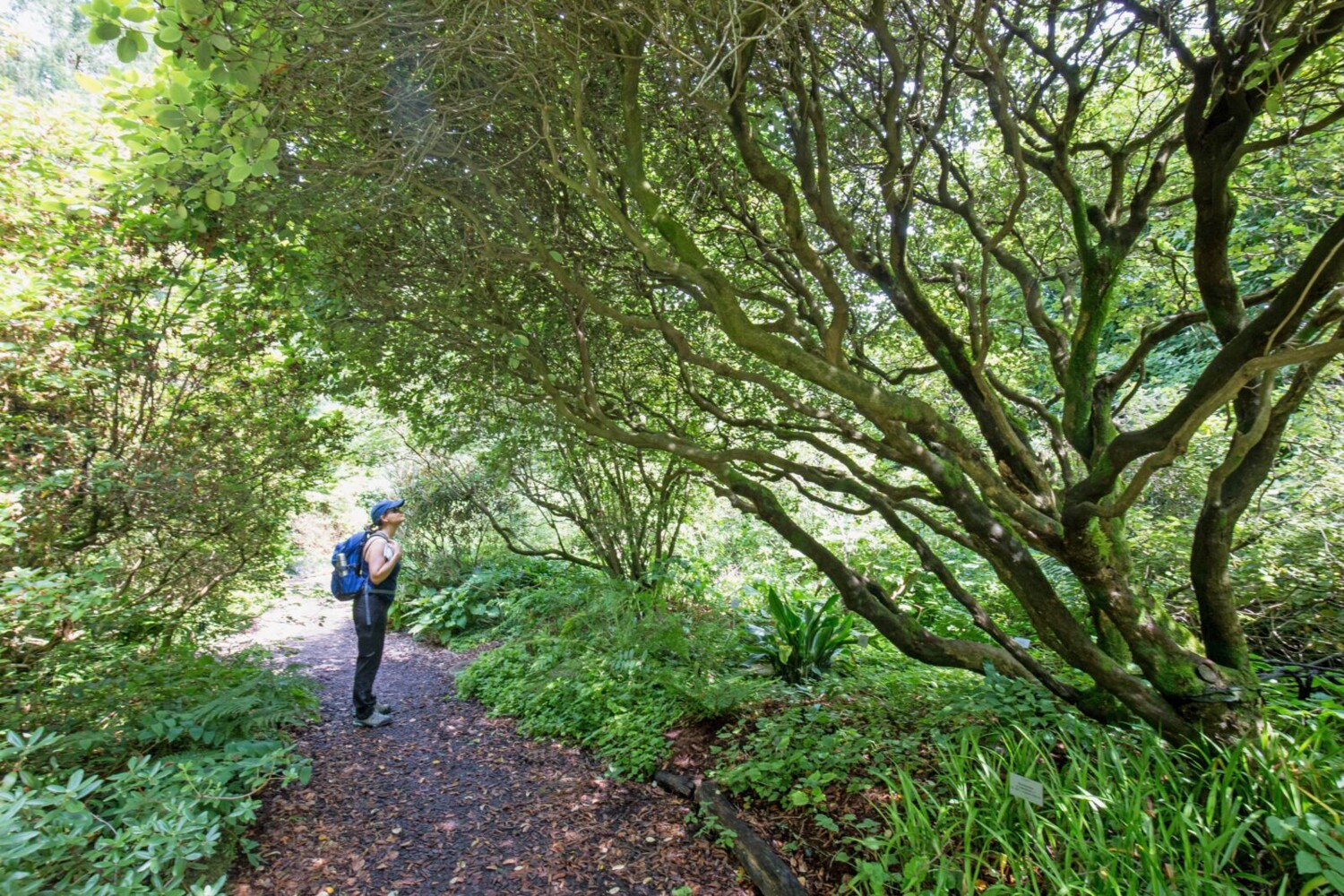 Dans la vallée des rhododendrons, une forêt enchanteresse abrite de nombreuses plantes anciennes et noueuses.