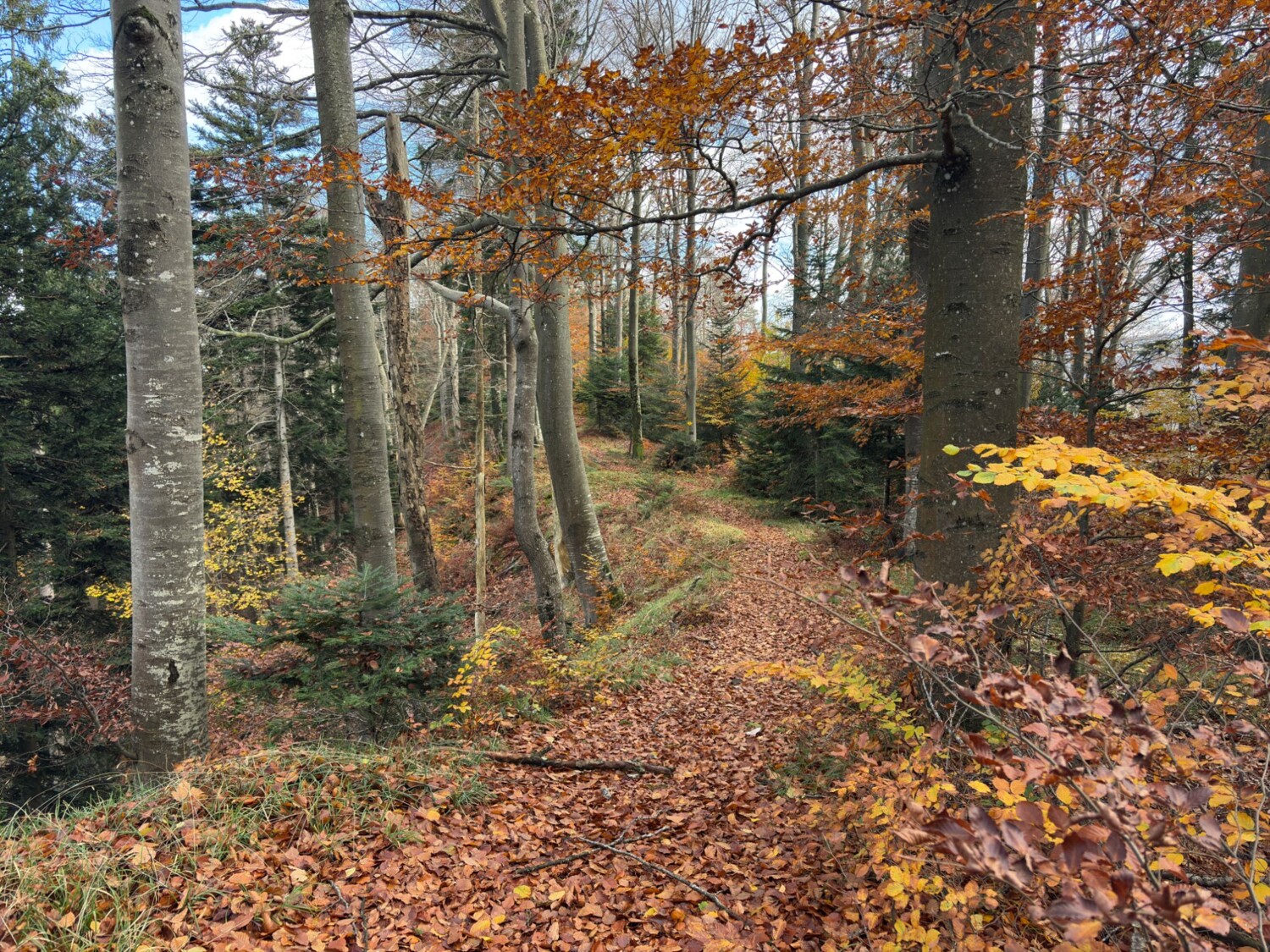 La forêt de hêtres automnale rayonne d’un éclat rouge. Les feuilles mortes peuvent cacher des pierres calcaires glissantes: la prudence est de mise.