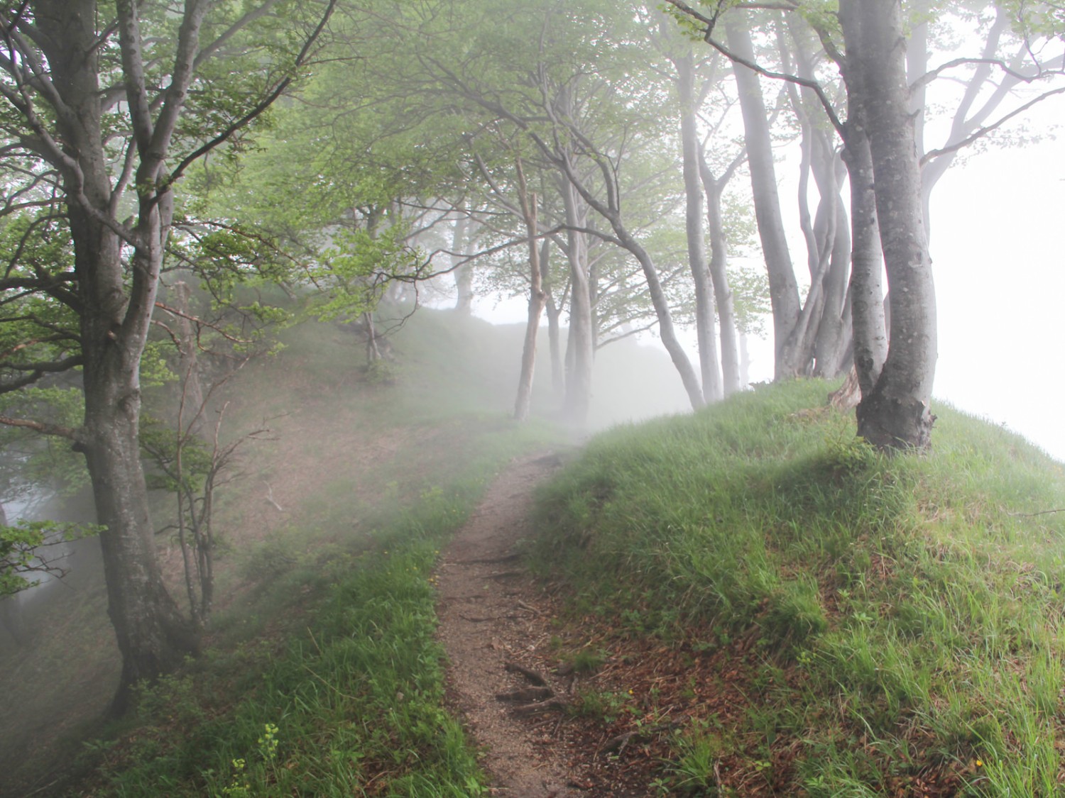 Zunächst geht es durch Birkenhaine
und einen Wald knorpelig verwachsener Buchen. Foto: Andreas Sommer