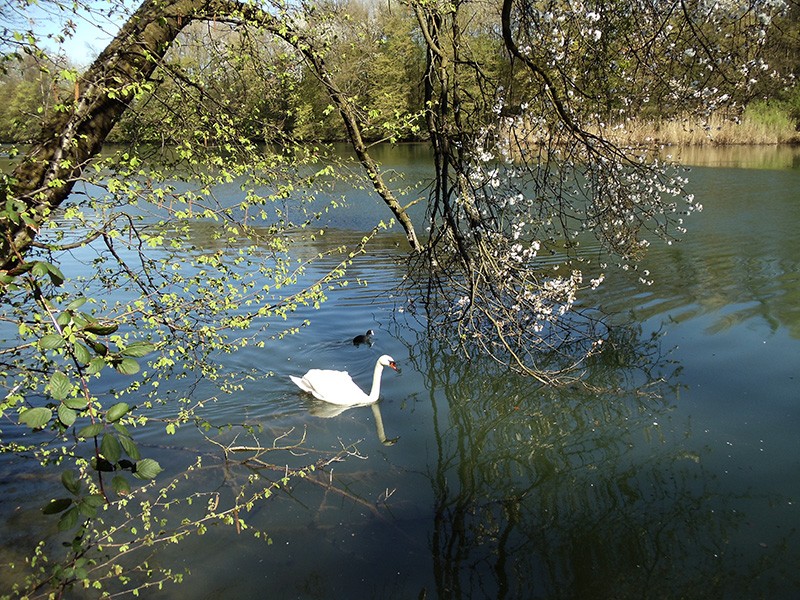 Frühlingserwachen an der Limmat.  
Bild: Regula Bühler-Honegger