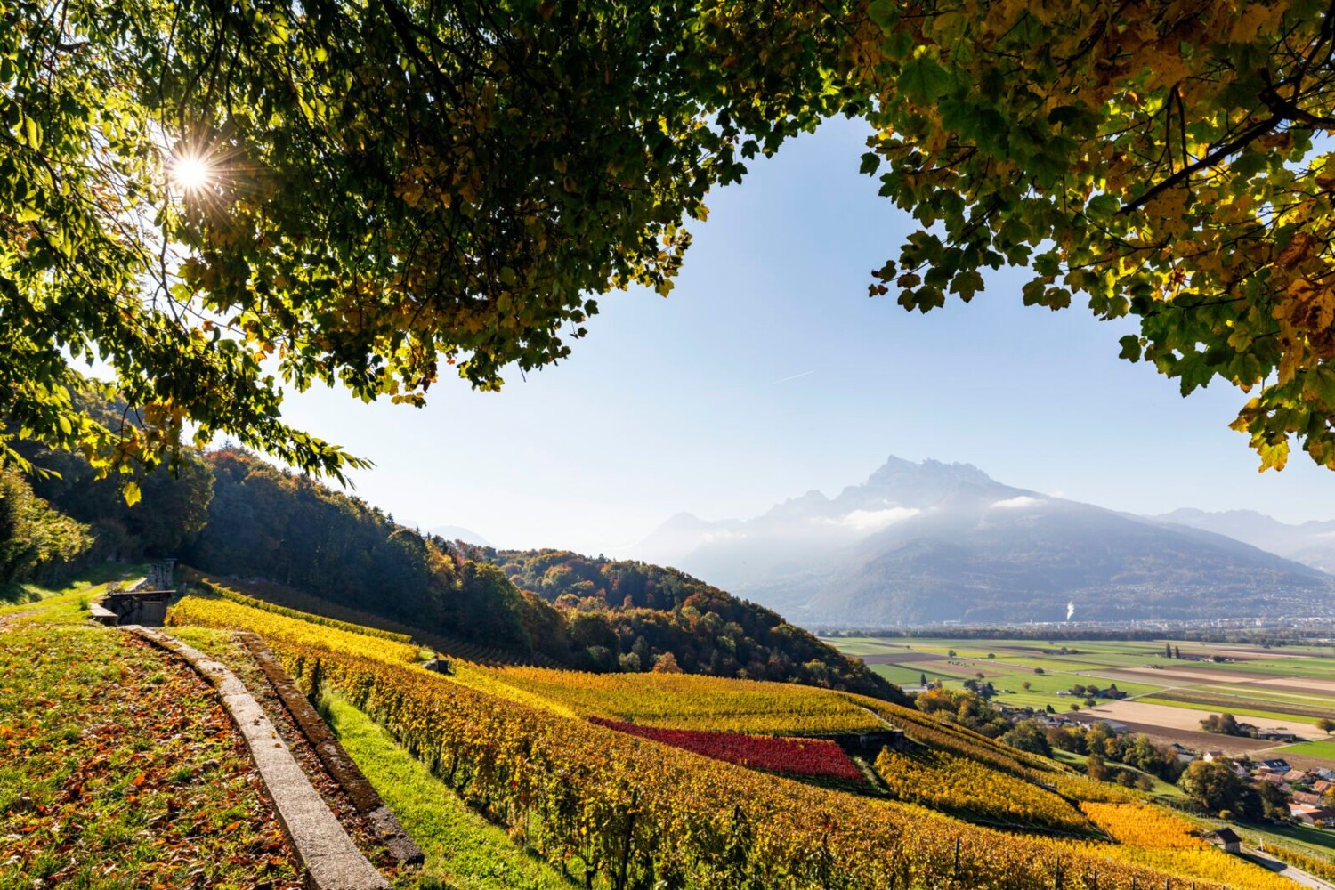 Blick aufs Rhonetal, die Reben und die Dents du Midi.