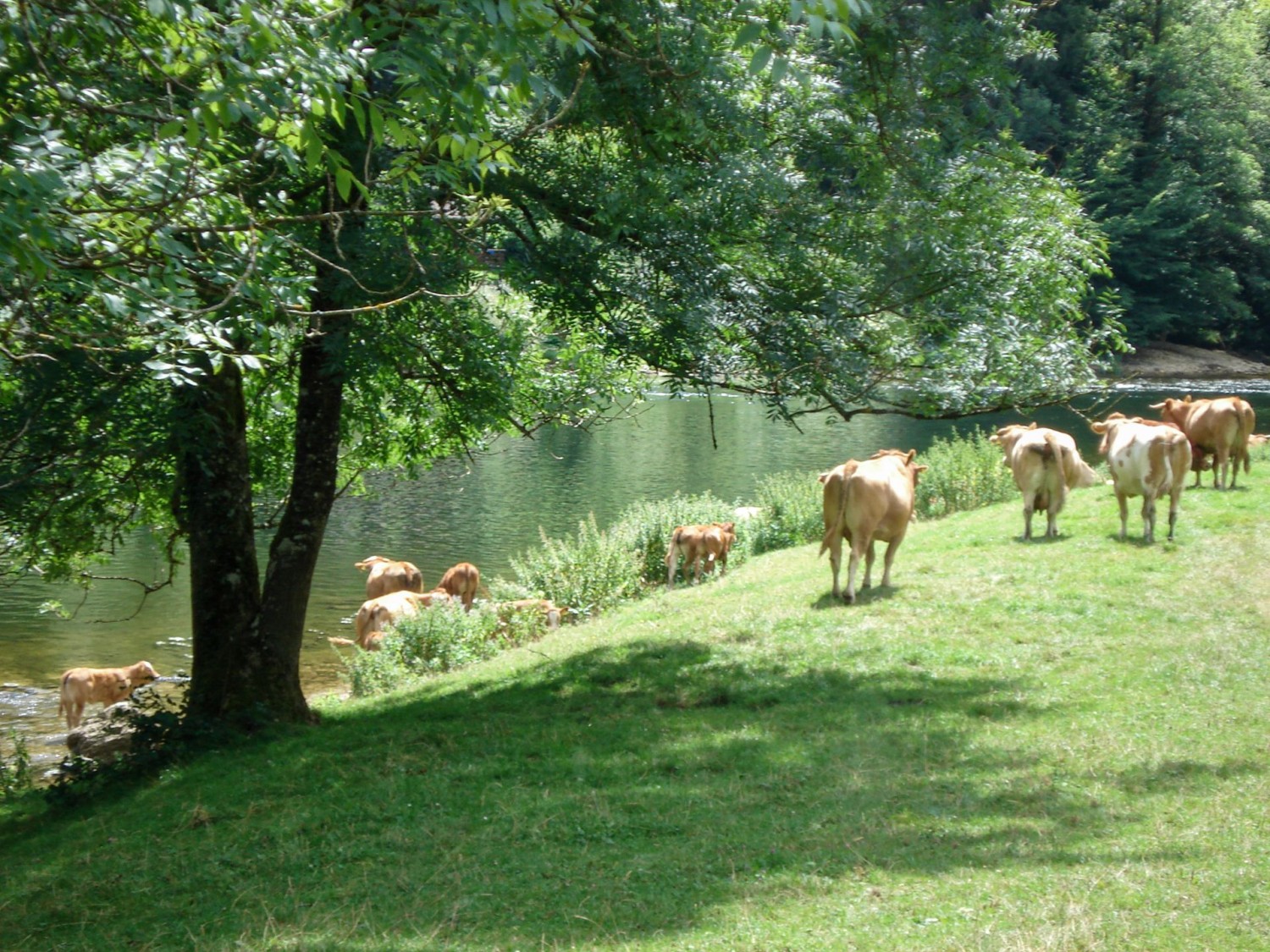 Mucche al pascolo bisognose di rinfrescarsi vicino al campeggio Tariche.