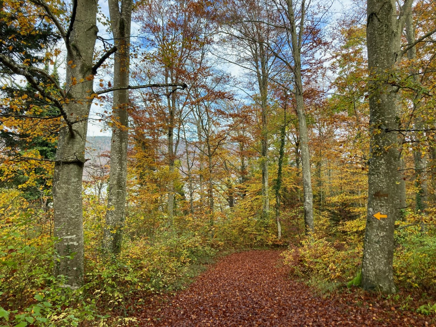 Toute une gamme de couleurs automnales dans la forêt près de Prêles