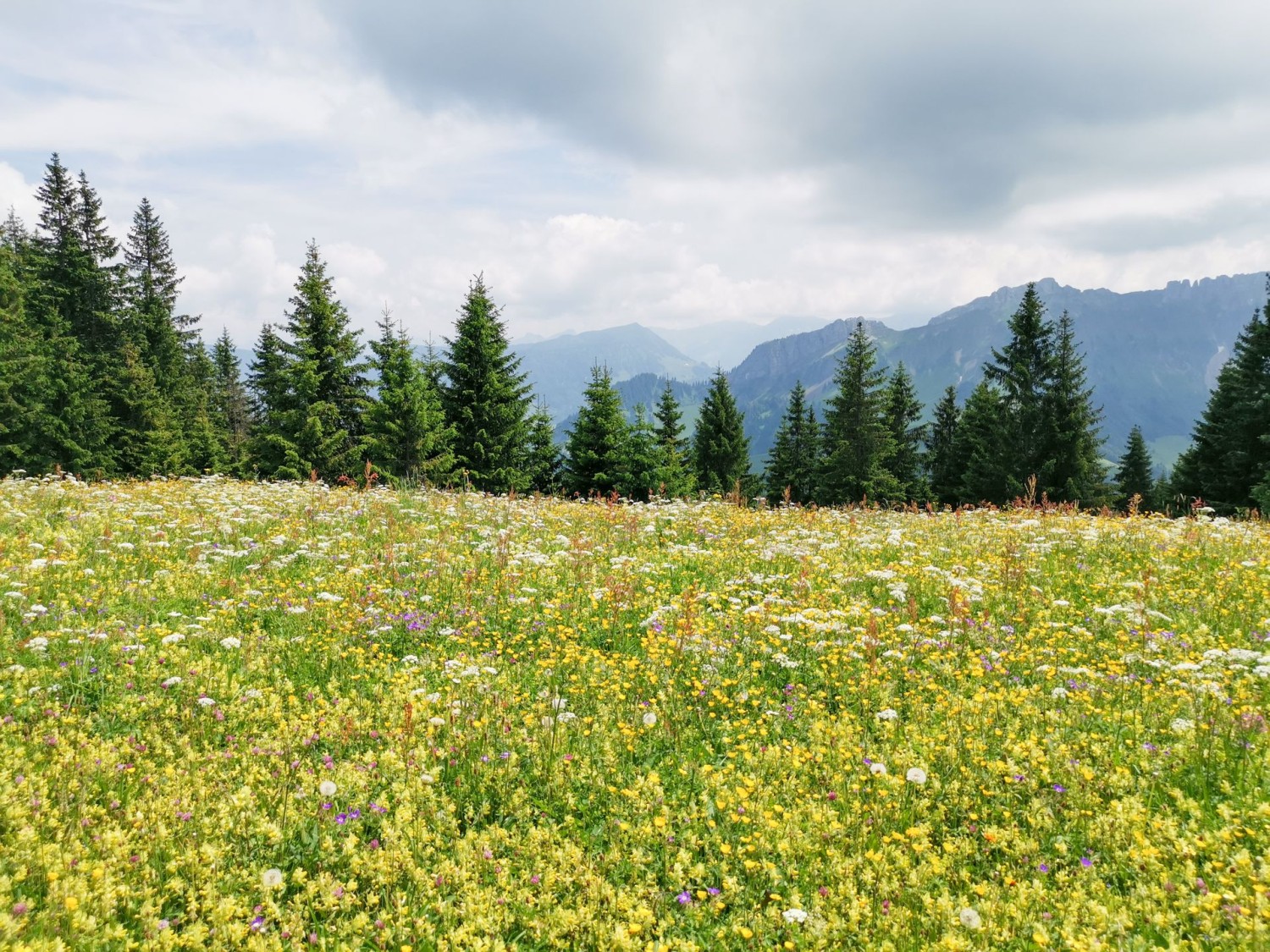 Seconda primavera montana. Gli occhi non si stancheranno mai.
