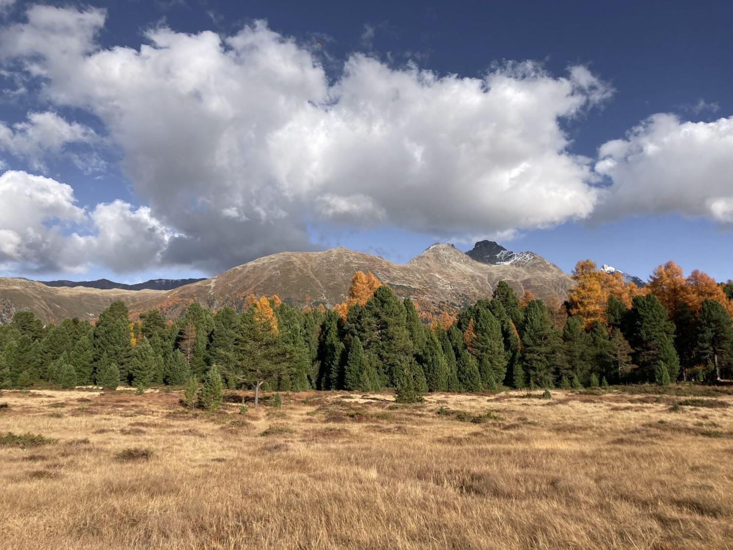 Contrairement aux mélèzes, les arolles et les pins des montagnes ne perdent pas leurs aiguilles en automne.