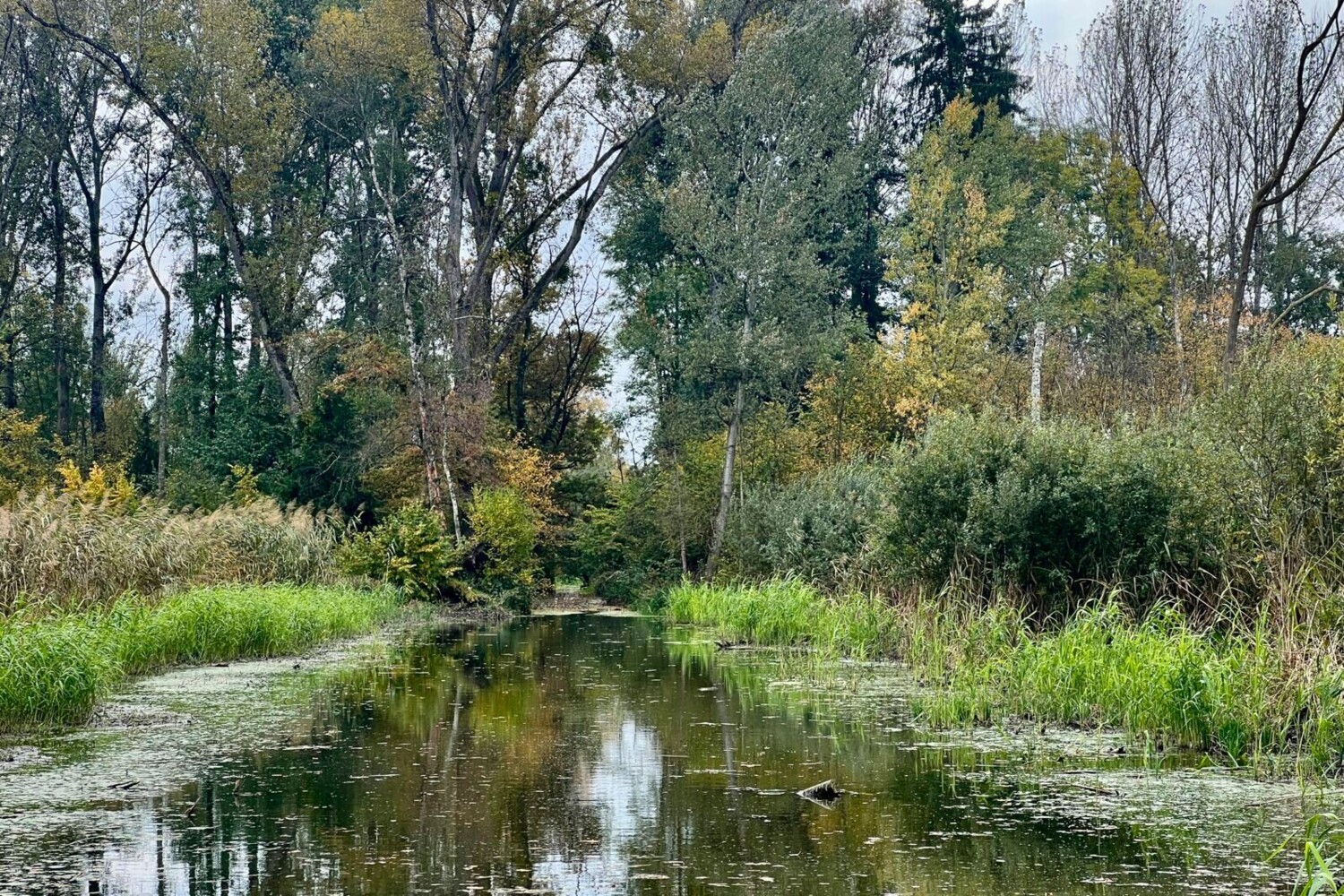 Des plans d’eau attirent de nombreuses espèces d’animaux.