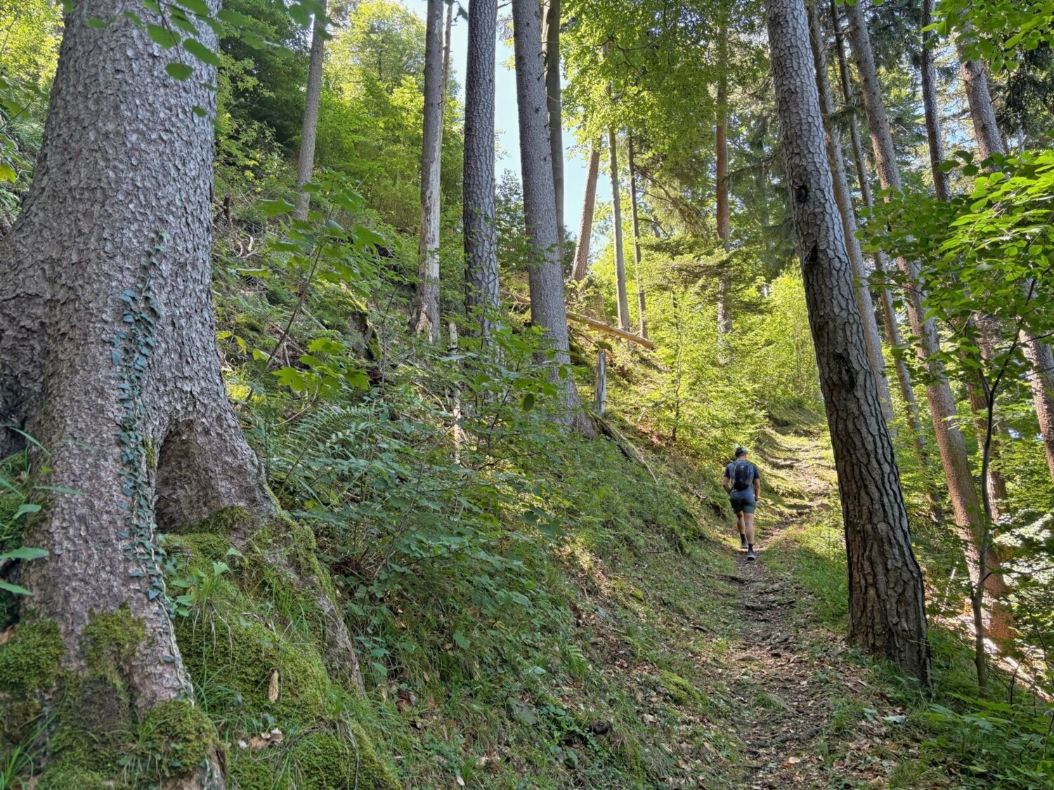 Danach geht es auf einem Bergwanderweg weiter. Jetzt werden Höhenmeter gesammelt.