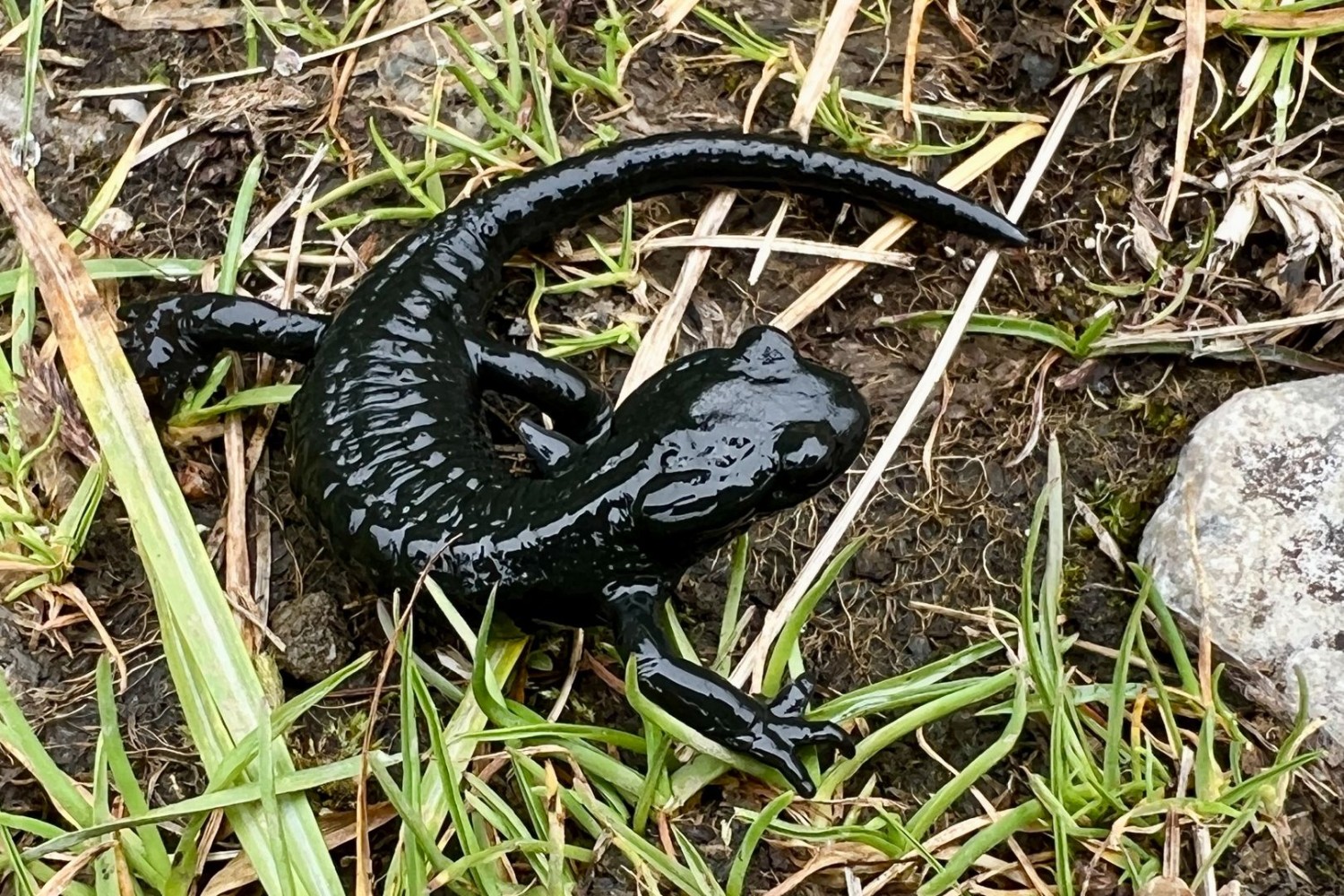 Il est possible de rencontrer des salamandres noires.