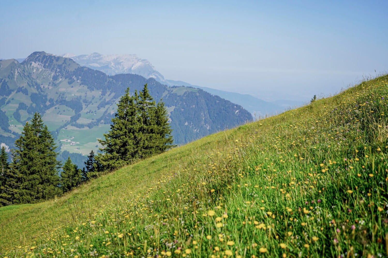 Blühende Bergwiesen auf dem höchsten Punkt der Wanderung, der Alp Gigi.