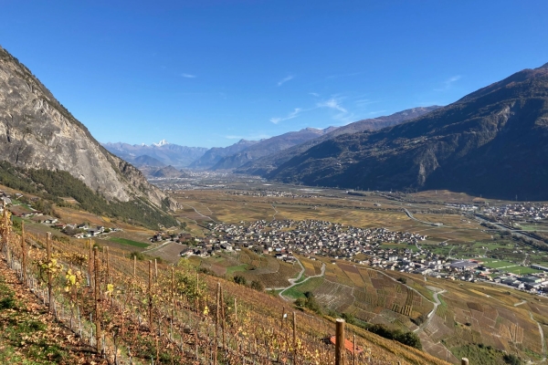 Des vignes et un pont suspendu