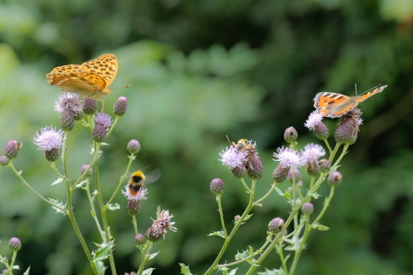 Auf Reptilien-Tour im Schenkenbergertal