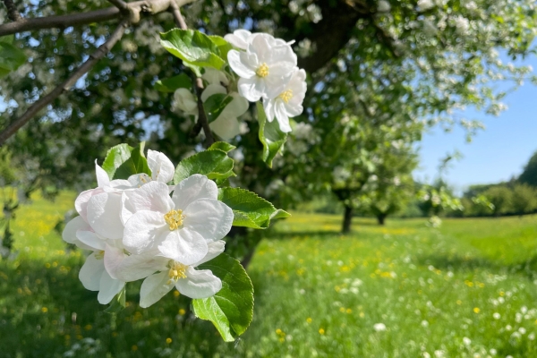 Cerisiers en fleurs près de Gempen