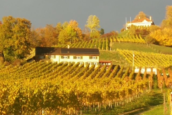 Von der Rebe ins Glas (7. Teil)