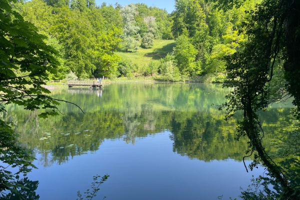Cerisiers en fleurs près de Gempen