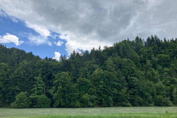 Diverses nuances de vert au bord de l’Aar