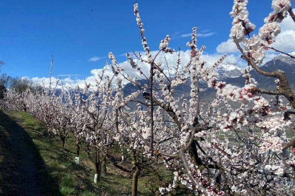 R12: Arvillard - Baar - Brignon - Beuson - Misériez - Pravidondaz - Turin