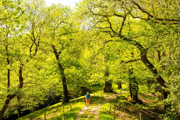 Dalla collina soleggiata al vino