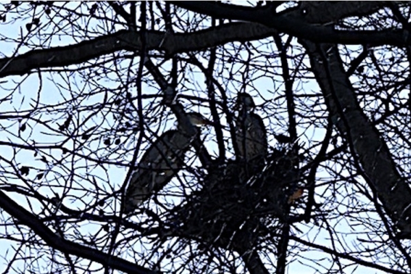 12. Auried: Vogelbeobachtung