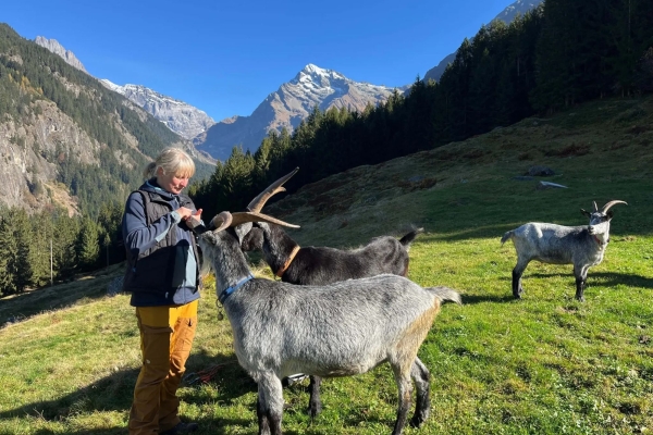 Unterwegs mit Ziegen im Maderanertal