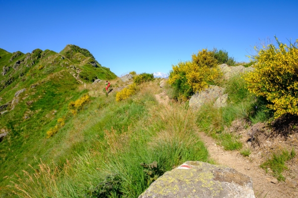 Selves de châtaigniers et crête dans le Malcantone