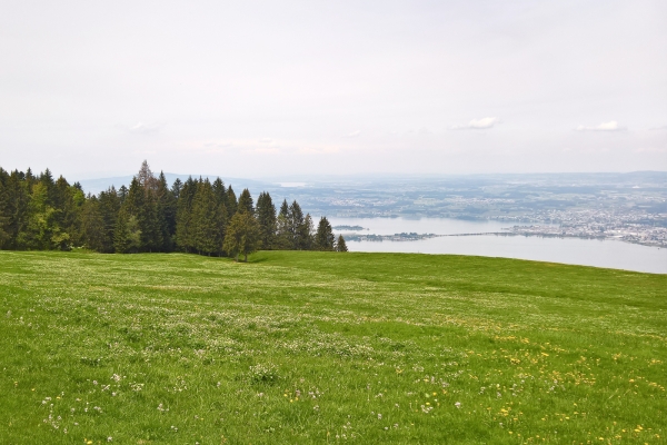 Pascoli fra il lago di Sihl e il lago di Zurigo