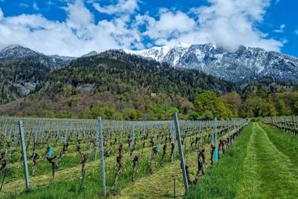 Passeggiata tra vigneti e castelli attraverso la Signoria Grigionese