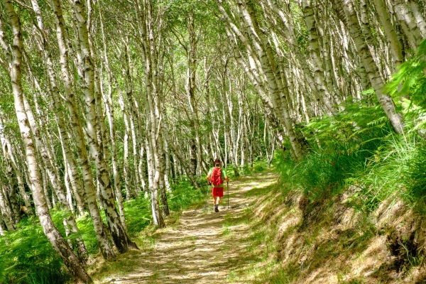 Selves de châtaigniers et crête dans le Malcantone