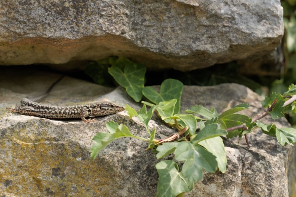 Les reptiles de la vallée de Schenkenberg