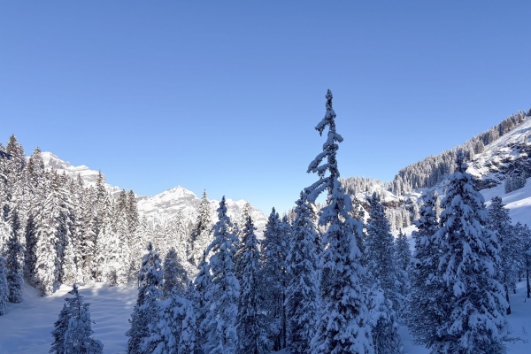 Leichte Schneeschuhwanderung durchs Wildschutzgebiet