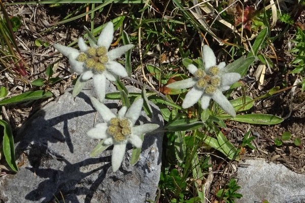Durch das Surenental zur Blackenalp und zurück