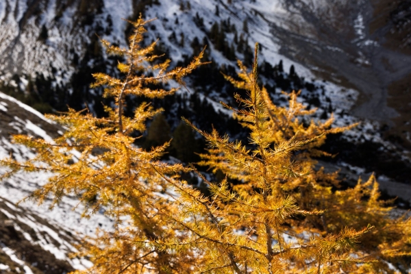 Zur Hirschbrunft ins Val Mingèr