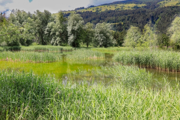 Angebot Krebsliga Graubünden: Frühlingserwachen im Naturschutzgebiet Munté
